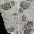 Ammonite Fossil Slab - Marston Magna Marble #63515-2